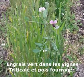 pois fourrager et triticale dans les vignes