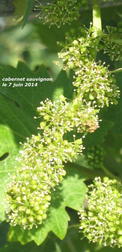 fleur de vigne au 7 juin