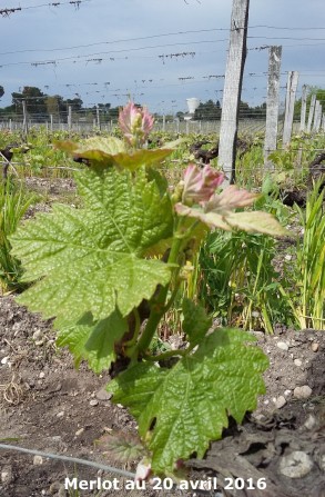 Pousse de Merlot sur fond d'engras vert