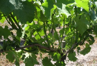 inflorescence de sauvignon blanc