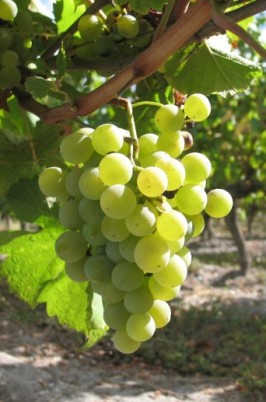 grappe de sémillon au soleil !