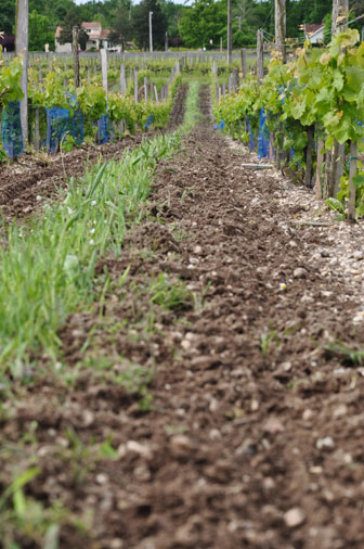 Rang de vigne enherbé