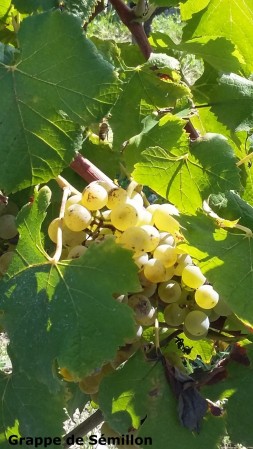 grappe de sémillon cachée derrière les feuilles